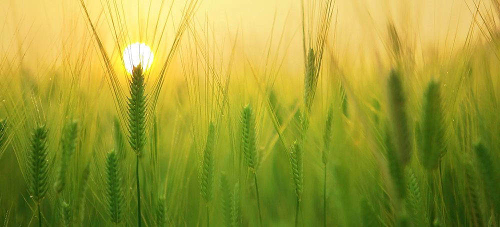 Chian-Agtech-Copy-Image.jpg Chian-Agtech-Copy-Image.jpg