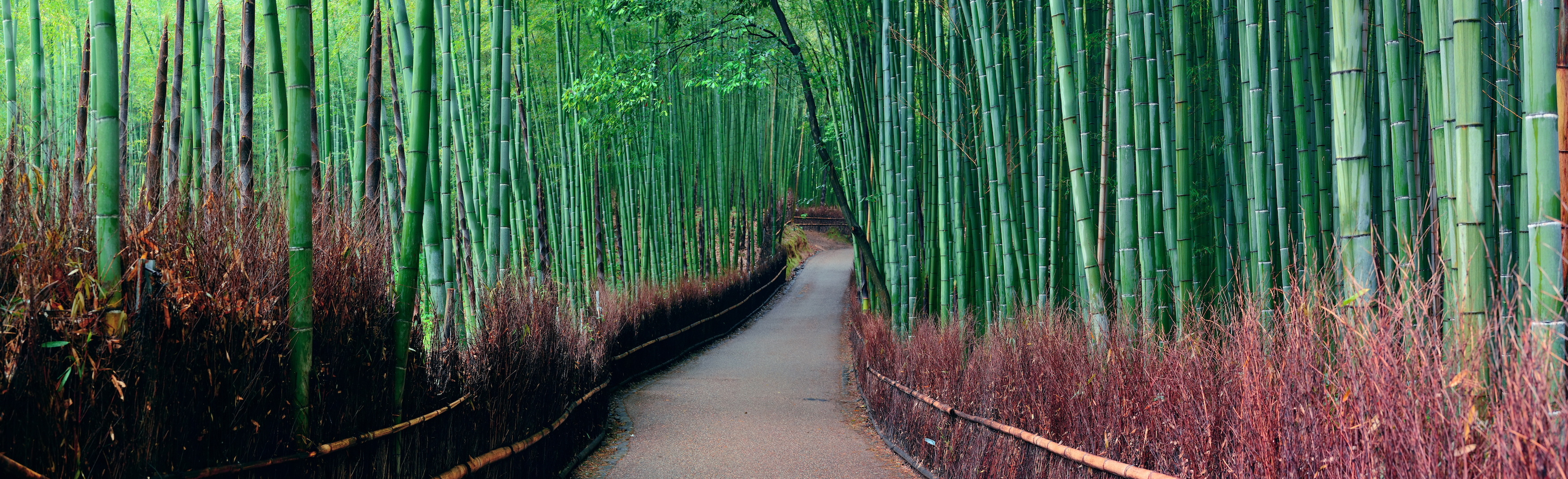 Bamboo Forest Japan ppt