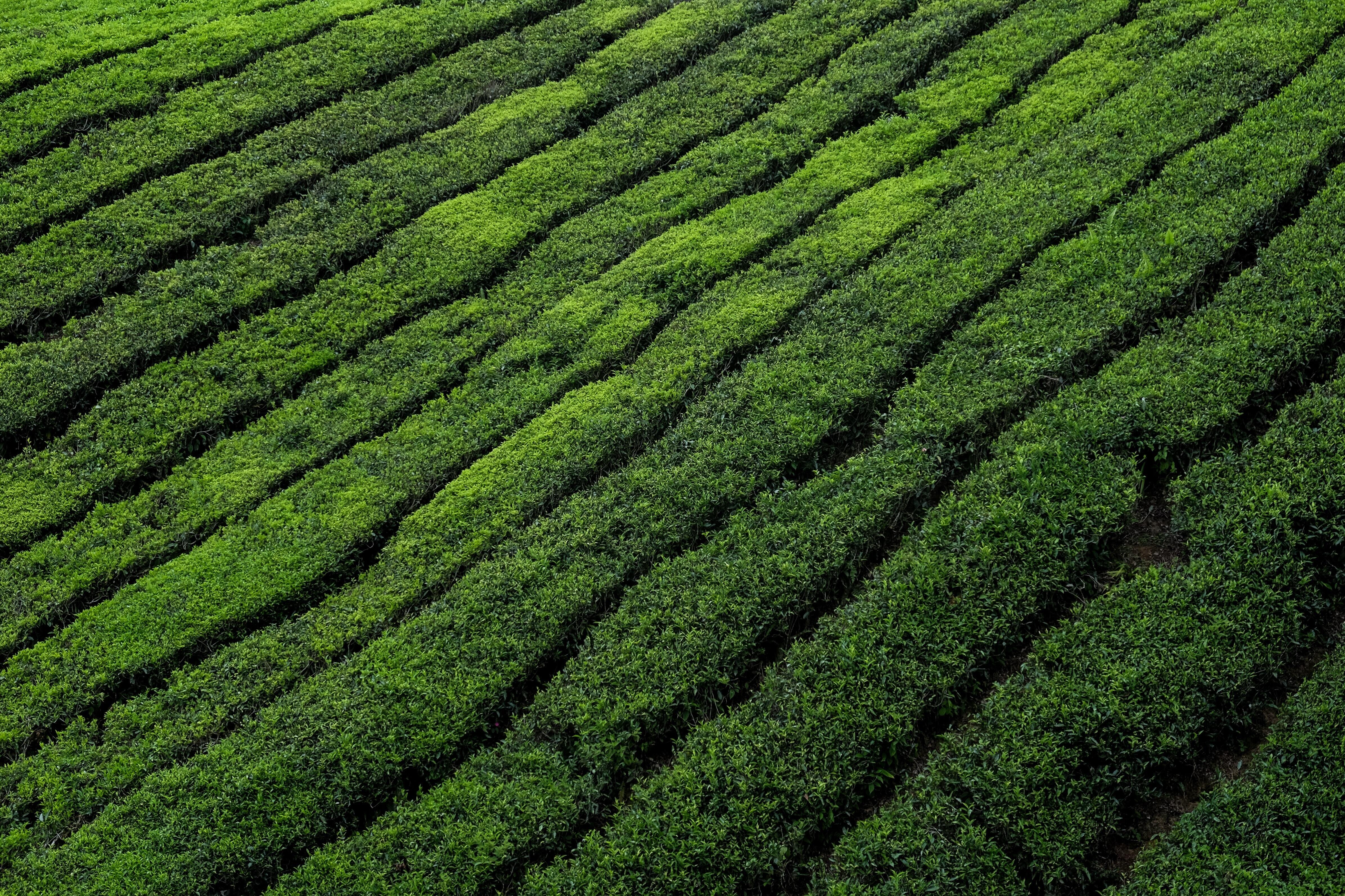 Grassy field colin-roe-H1RWuPMIgBY-unsplash