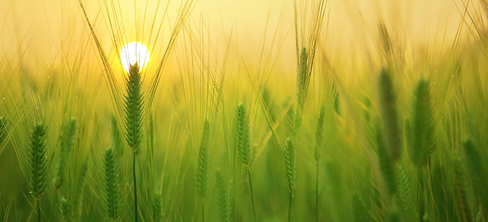 Chian-Agtech-Copy-Image.jpg?width=1400 Chian-Agtech-Copy-Image.jpg?width=1400
